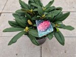 Dekoratyvinis krūmas, rododendras jakušimaninis "Anuschka", vazonėlio skersmuo 30 cm.