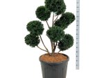 Spygliuotis, kukmedis europinis "Hopken"s Gigant", aukštis 80-100 cm., vazonas 45 l.