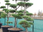 Spygliuotis, pušis paprastoji (bonsai), aukštis 200-225 cm., vazonas 285 l.