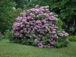 Dekoratyvinis krūmas, rododendras, įvairios veislės, vazonas 2 l.