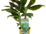 Kambarinis augalas, bananmedis "Tropicana", vazono tūris 2 l.