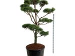 Spygliuotis, pušis paprastoji (bonsai), aukštis 200-225 cm., vazonas 285 l.