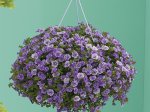 Vienmetės gėlės daigelis, smulkiažiedė surfinija "Can-Can Rosies Blue Impr."
