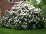 Dekoratyvinis krūmas, rododendras, įvairios veislės, vazonas 2 l.