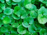 Vienmetė gėlė, dichondra, vazonėlio skersmuo 15 cm.