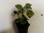 Prieskoninio augalo daigelis, vaistinė melisa "Lemon Balm"