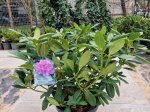 Dekoratyvinis krūmas, rododendras "Catawbiensi Grandiflorum", vazonėlio skersmuo 50 cm.