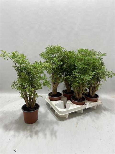 Kambarinis augalas, stimbris krūminis, vazonėlio skersmuo 12 cm.