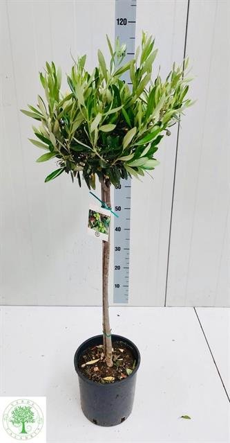 Dekoratyvinis krūmas, alyvmedis, ant stiebo, vazonėlio skersmuo 22 cm.