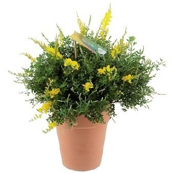 Dekoratyvinis krūmas, prožirnis (raipstas), vazonėlio skersmuo 17 cm.