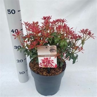 Dekoratyvinis krūmas, pieris "Mountain Fire", vazono skersmuo 23 cm.