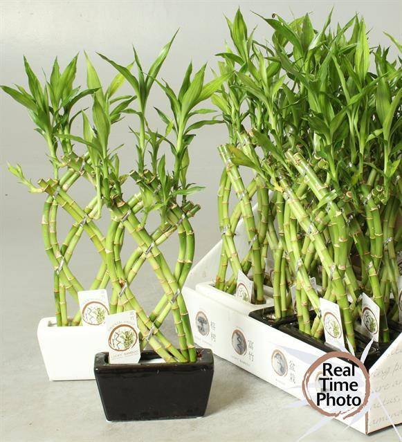 Kambarinis augalas, dracena "Lucky Bamboo", vazonėlio skersmuo 14 cm.