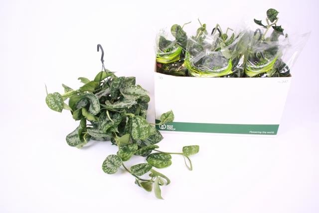 Kambarinis augalas, skindapas "Trebie", vazonėlio skersmuo 15 cm.