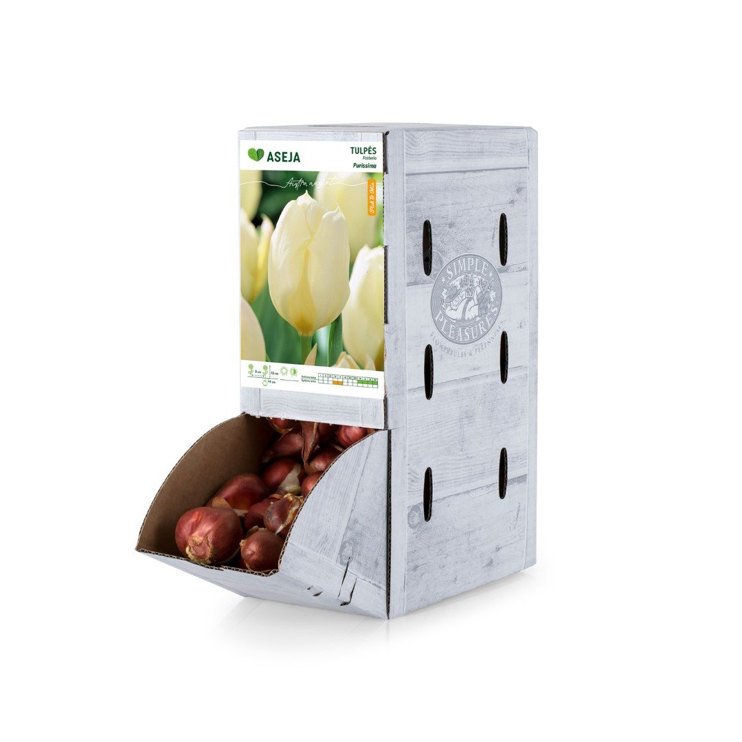 Fosterio tulpės Purissima svogūnėlis ASEJA, 1 vnt., 11/12, Rackbox , 64041211, (R)
