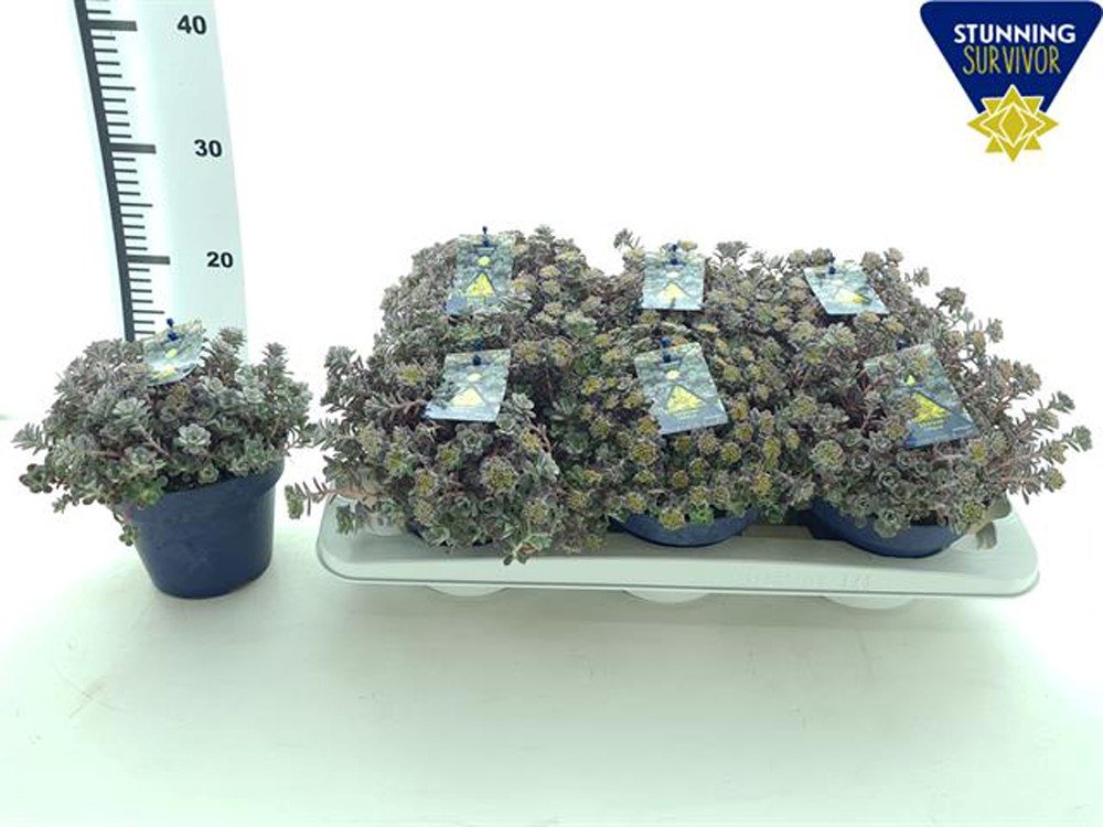 Daugiametė gėlė, šilokas "Purpureum", vazonėlio skersmuo 15 cm.