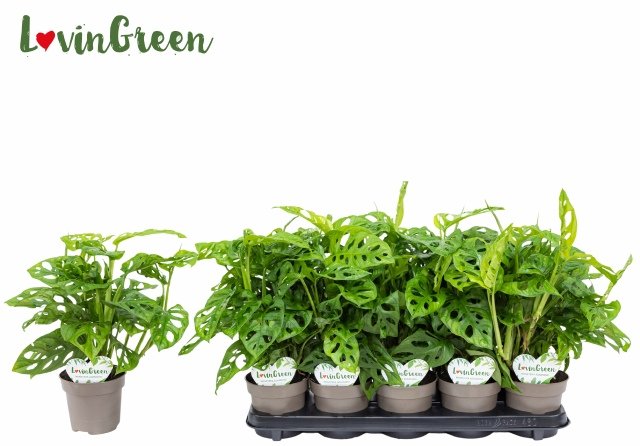 Kambarinis augalas, monstera "Adansonii", vazonėlio skersmuo 12 cm.