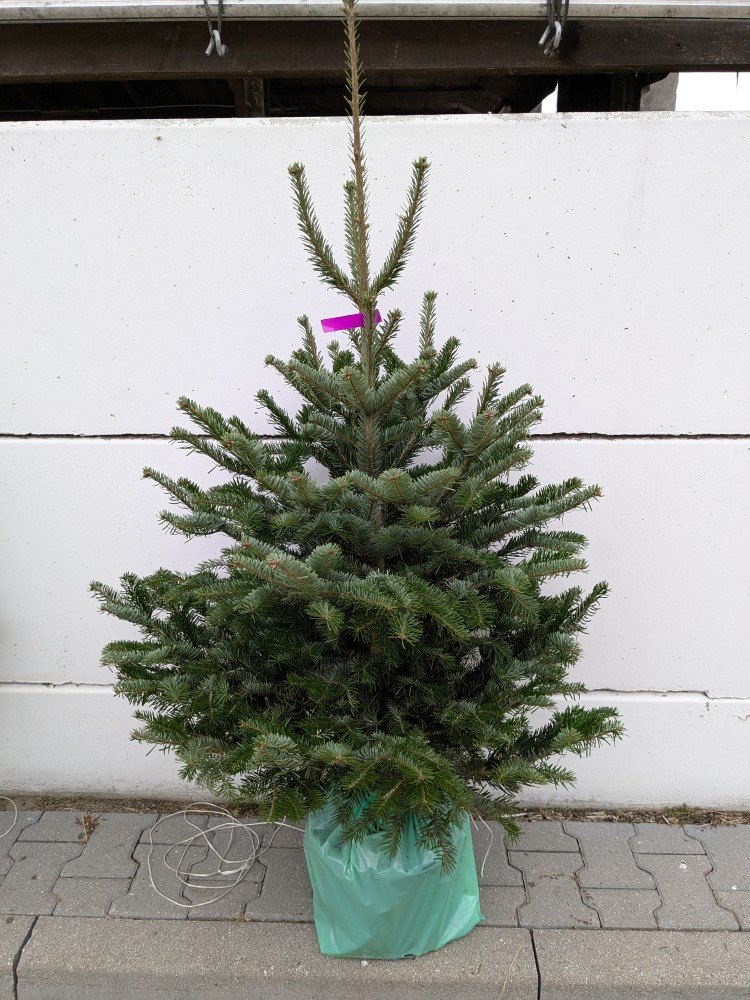 Kaukazinis kėnis (Abies nordmanniana) vazone, aukštis 100 -125 cm.