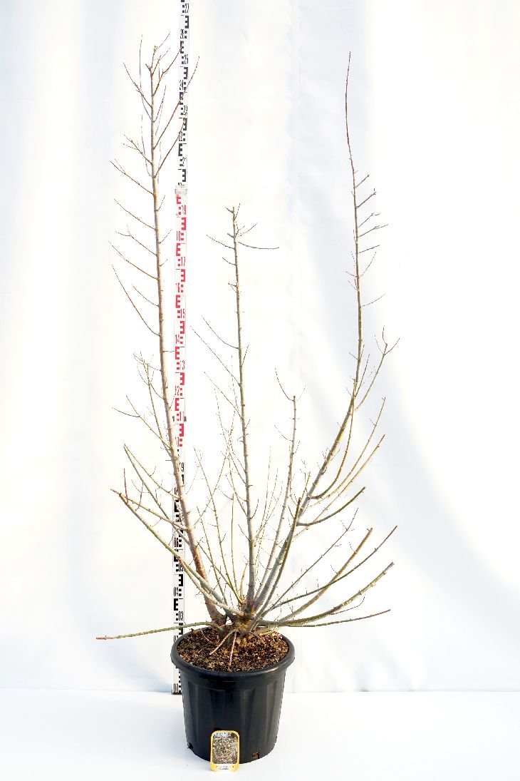 Dekoratyvinis medis, klevas uosialapis "Flamingo", aukštis 250-300 cm., vazonas 35 l.
