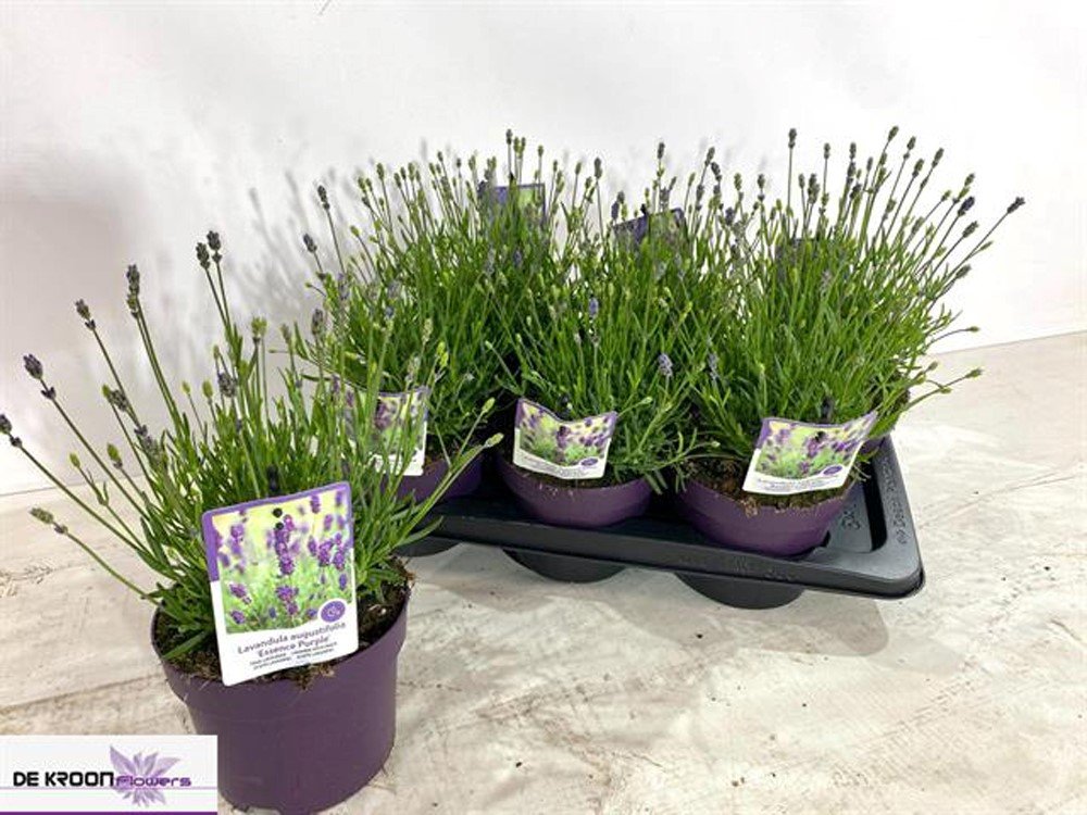 Daugiametė gėlė, levanda "Ell Purple", vazonėlio skersmuo 17 cm.
