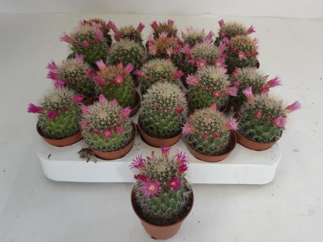 Kambarinis augalas, mimiliarija, vazonėlio skersmuo 5 cm.