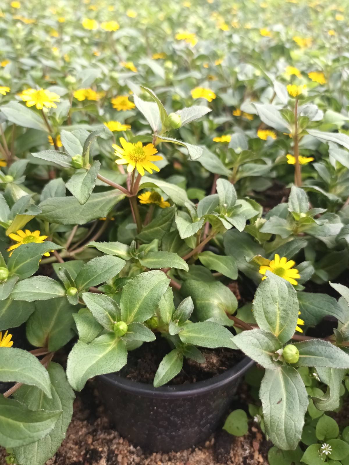 Vienmetė gėlė, santivalija, vazonėlio skersmuo 10 cm.