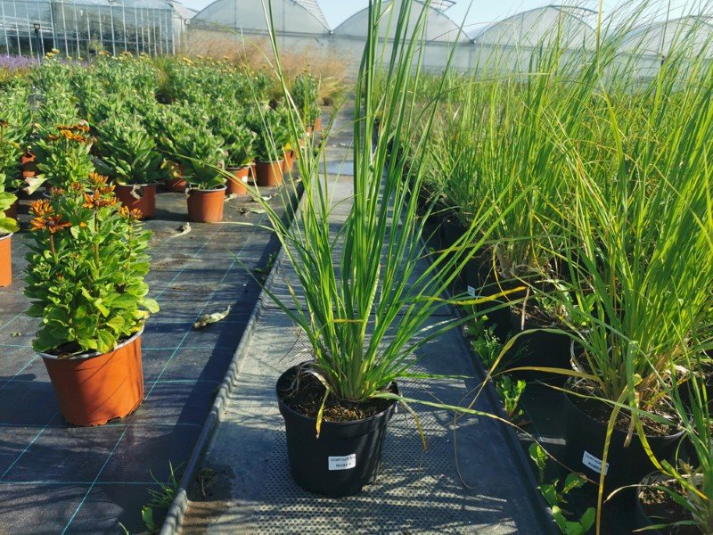 Žolinis augalas, kortaderija, vazonas 3 l.