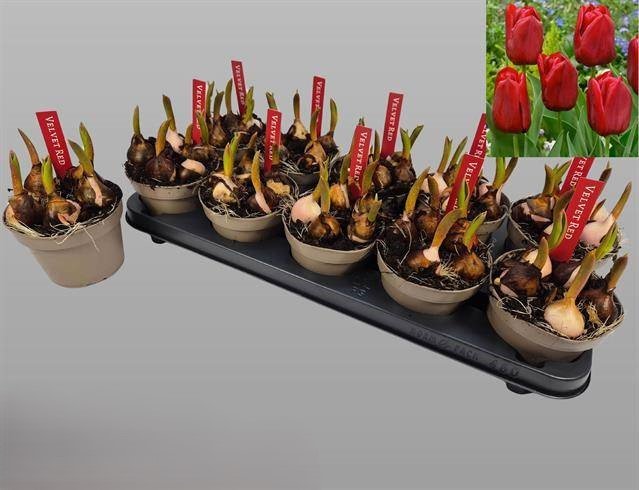 Daugiametė gėlė, tulpė (raudonos spalvos), vazonėlio skersmuo 12 cm
