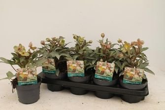 Daugiametė gėlė, eleboras "Purple Price", vazonėlio skersmuo 13 cm.