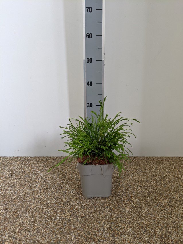 Spygliuotis, tuja didžioji "Kagers Beauty", vazonėlio skersmuo 23 cm.