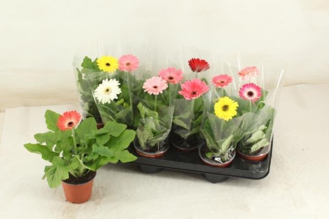 Kambarinis augalas, gerbera, vazonėlio skersmuo 10 cm.