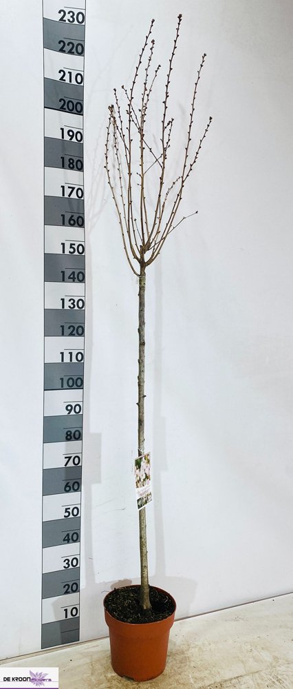 Dekoratyvinis medis, vyšnia "Brilliant", vazonėlio skersmuo 29 cm.