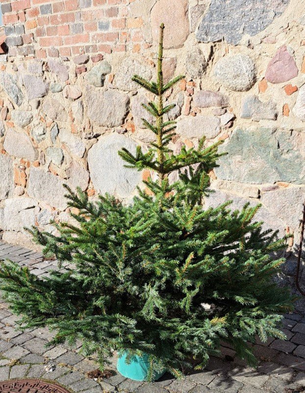 Sidabrinė eglė (Picea pungens) vazone, aukštis 125 -150 cm.