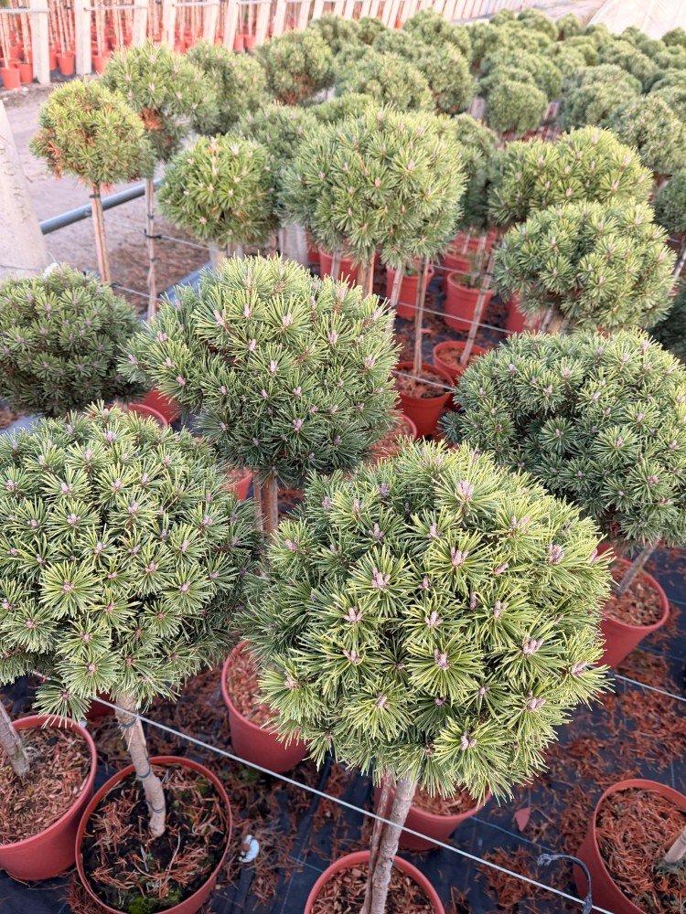 Spygliuotis, pušis kablelinė "Nana", ant stiebo, vazonėlio skersmuo 28 cm.