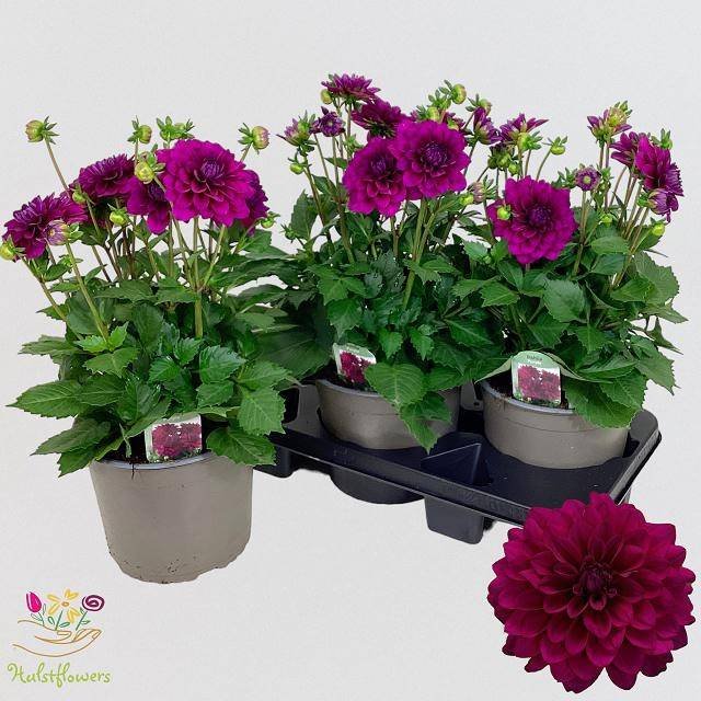 Vienmetė gėlė, jurginas "Lab Gr Purple", vazonėlio skersmuo 19 cm.