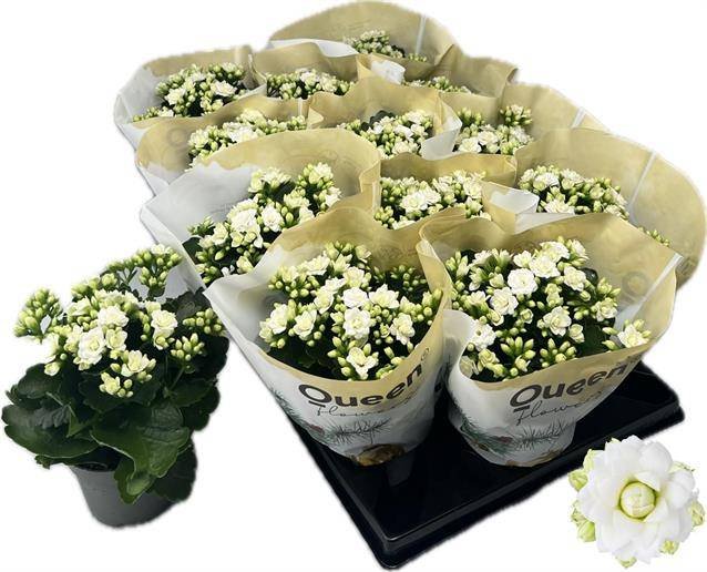 Kambarinis augalas, kalankė "Greta", vazono skersmuo 11 cm