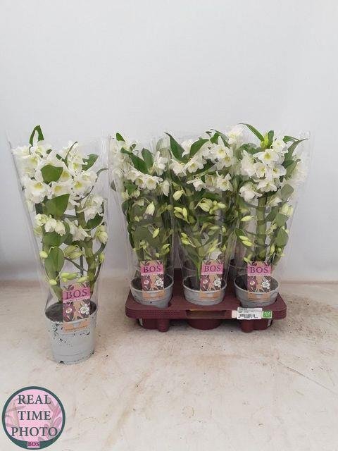 Kambarinis augalas, orchidėja (Phalaenopsis) "Dendrobis", vazonėlio skersmuo 12 cm.