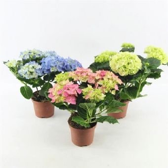 Kambarinis augalas, hortenzija (3+ žiedai), vazonėlio skersmuo 10 cm.