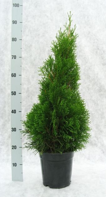 Spygliuotis, tuja vakarinė "Smaragd", aukštis 85 cm., vazonėlio skersmuo 21 cm.