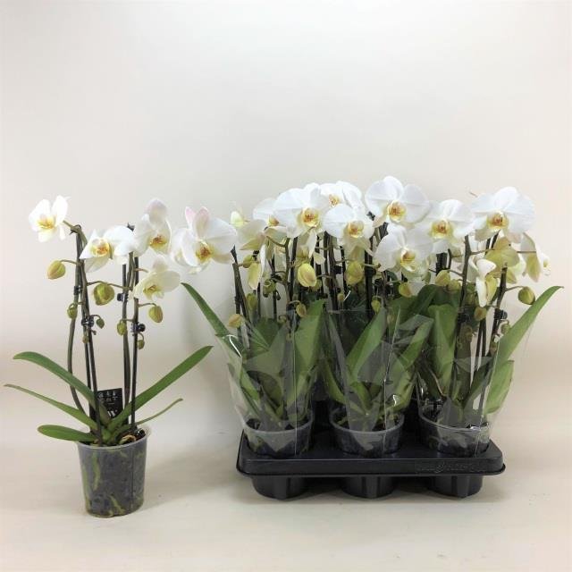 Kambarinis augalas, orchidėja (Phalaenopsis), vazonėlio skersmuo 12 cm.