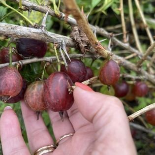 Vaiskrūmis, agrastas "Hinomaki Rot", kamieninė forma