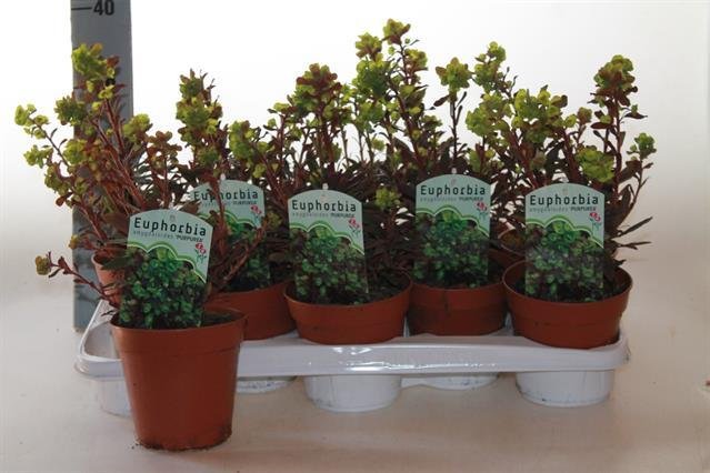 Kambarinis augalas, euforbija, vazonėlio skersmuo 13 cm.