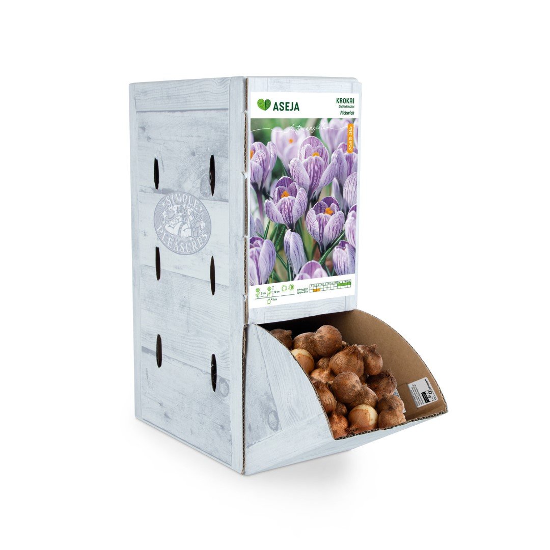 Didžiažiedžio kroko Pickwick svogūnėlis ASEJA, 1 vnt., 7/8, Rackbox, 64042407, (R)