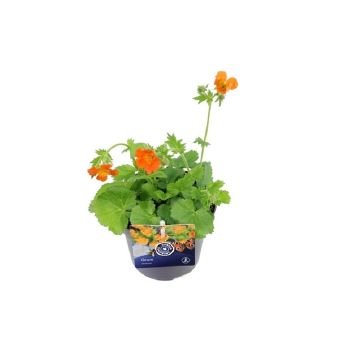 Daugiametė gėlė, žiognagė, vazonėlio skersmuo 13 cm.