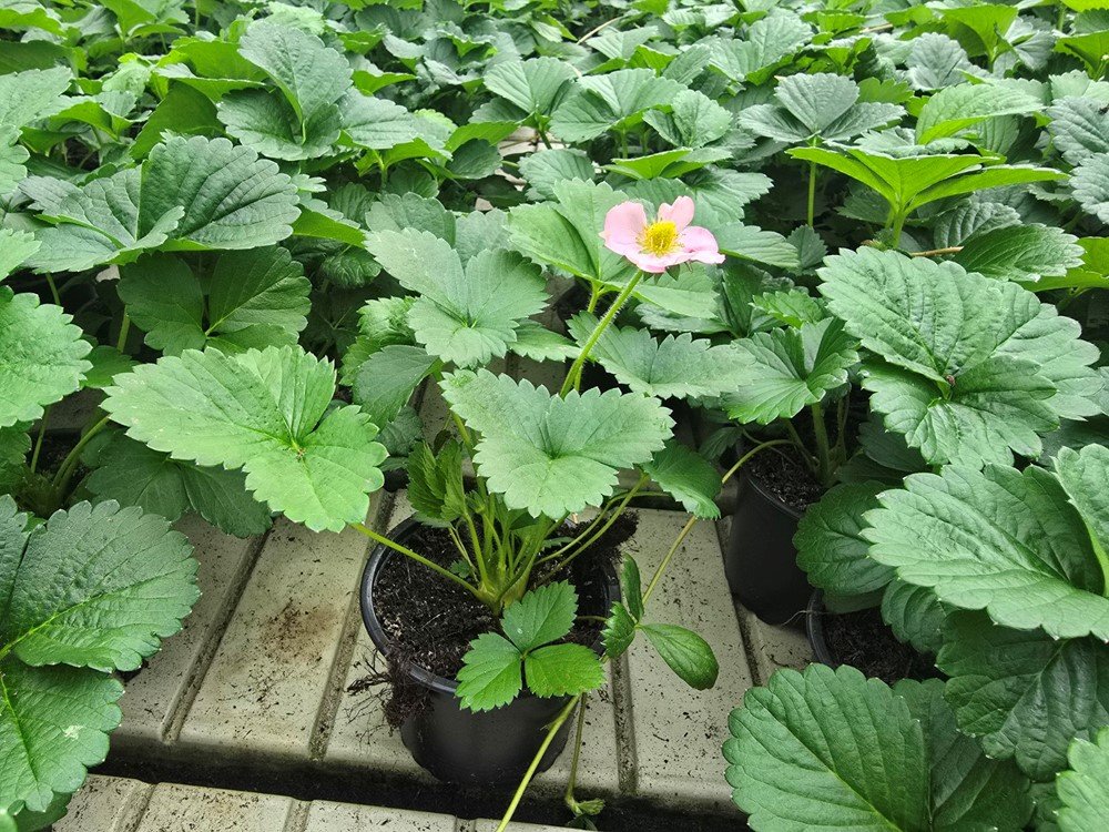 Braškės sodinukas, dekoratyvinis, vazonėlio skersmuo 10 cm.