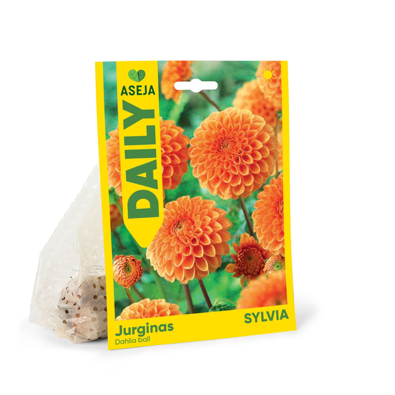 Pomponinio jurgino svogūnėlis ASEJA Daily Sylvia Ball, 1 vnt., I r., 83991701, (P)