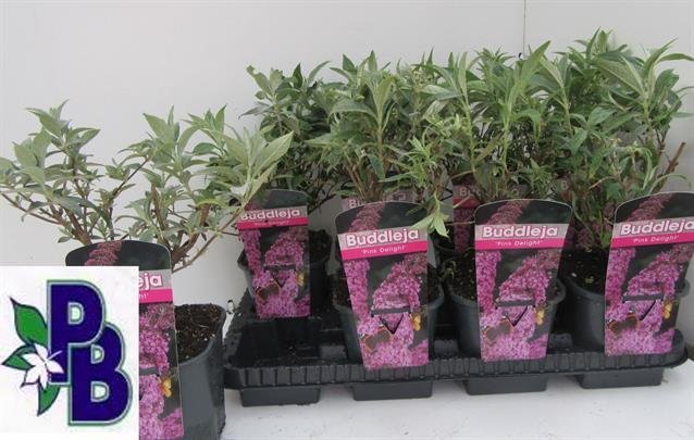 Dekoratyvinis krūmas, budlėja, vazonėlio skersmuo 14 cm.