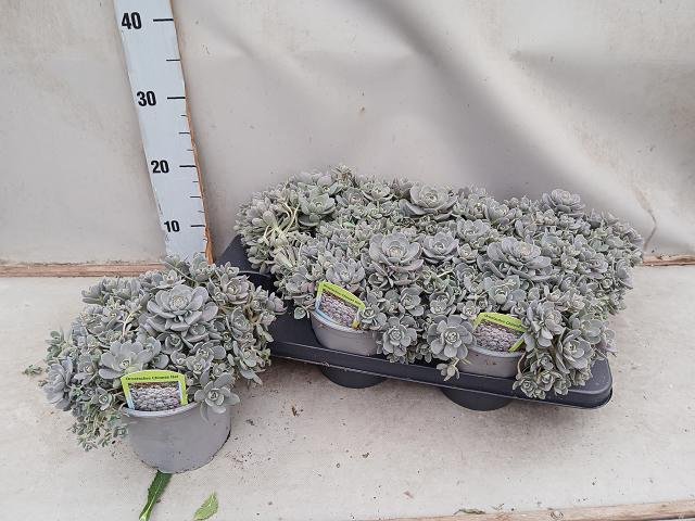 Alpinariumo augalas, šilokas, įvairūs, vazonėlio skersmuo 15 cm.