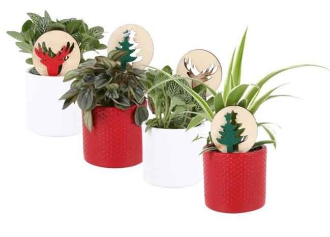 Kambarinis augalas, lapiniai augalai (įvairūs), keraminiame vazonėlyje, vazonėlio skersmuo 7 cm.