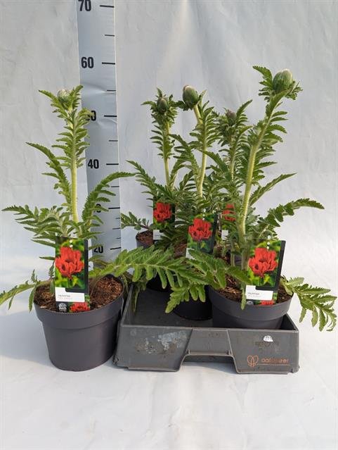 Daugiametė gėlė, aguona dekoratyvinė, vazonėlio skersmuo 19 cm.