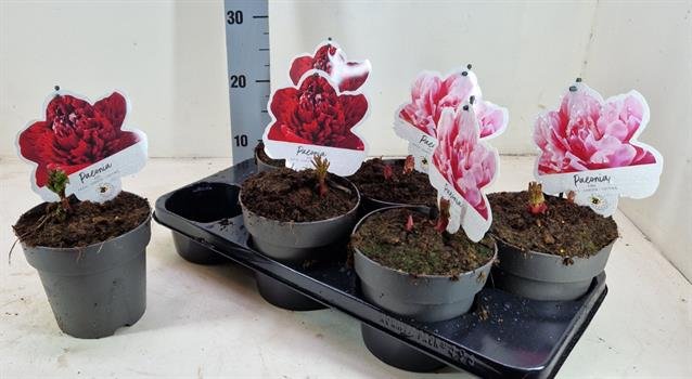 Daugiametė gėlė, bijūnas, įvairūs, vazonėlio skersmuo 15 cm.